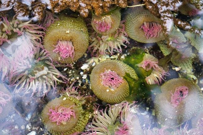 anemones
